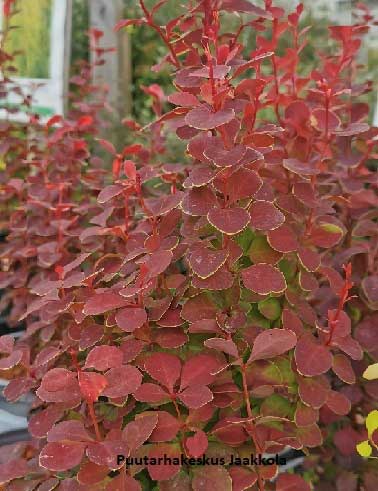 Tatari-vaahtera hedelm&auml;nystyt